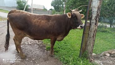 Коровы, быки: Продаю | Корова (самка) | Швицкая | Для разведения, Для молока | Племенные, Стельные