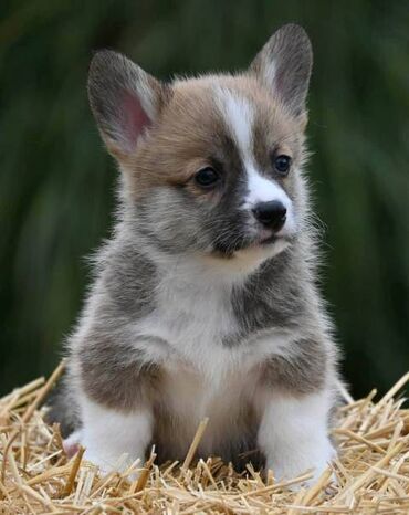 Psi: Velški korgi Welsh Corgi Pembroke Odgajivačnica Royal Ramonda FCI — 12