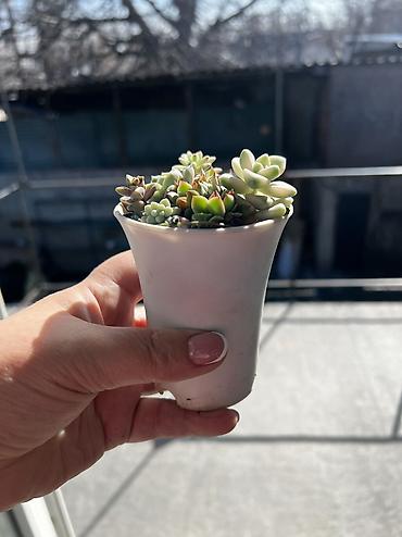 Другой декор и предметы интерьера: Продаю суккуленты: эхеверии, седумы, крассулы, эониумы алоэ — 9