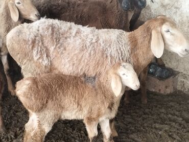 кармушки для овец: Продаю | Овца (самка) | Арашан | Для разведения | Племенные