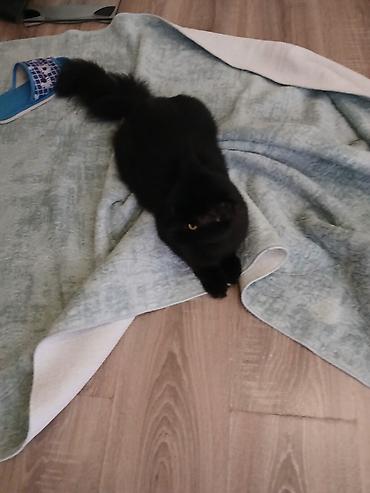 Pişiklər: Yaxşı əllərə — 6