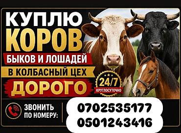 меняю на собаку: Колбасный цех : Коровы, быки, Лошади, кони, | Круглосуточно — 1