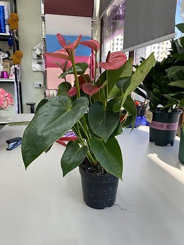 Антуриум (Anthurium) в горшке - Декоративно-цветущее комнатное