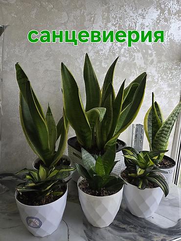 Аглаонемы: Аглаонема пестролистная (разные сортовые формы с розово‑зелёной — 10