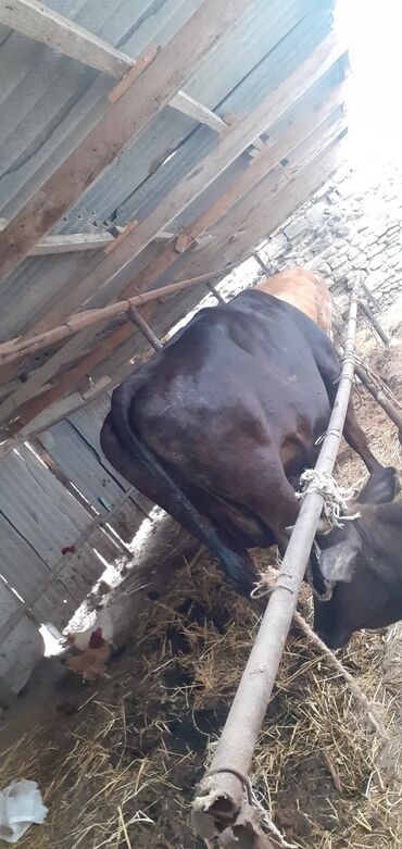 black bull dərmanı v Azərbaycan | NOKIA: İnəklər, camışlar