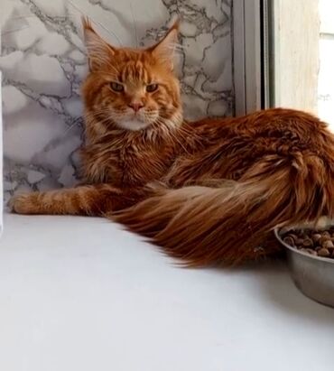 кошка с разными глазами: Мейн-кун, 8 месяцев, Мальчик, Красный, Приучена к лотку, Проглистована, С прививками