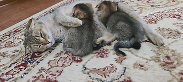 вислоухий баран кролик купить: Котята шотландские вислоухие (Scottish Fold) - Окрас: золотисто‑табби — 7