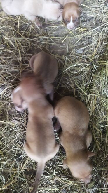 itlər xaski: Pitbul, 1 ay, Erkek, Peyvəndli, Ünvandan götürmə