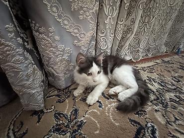 котёнок токмок: 3 месяца, Девочка, Приучена к лотку, Проглистована — 1