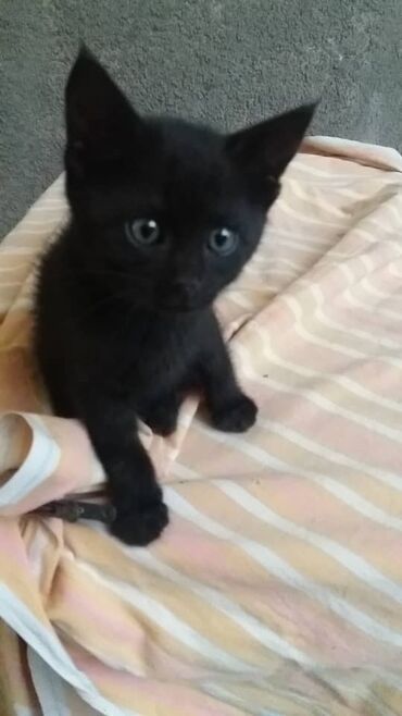 сколько стоит собака породы доберман: 3 месяца . Девочки 2 месяца черная белая . К лотку приучены