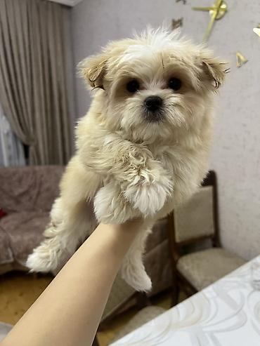 İtlər: Micro Malta Balonka.maksimum 2kq olur. Boyumeyen mınıatur Cıns ana — 1