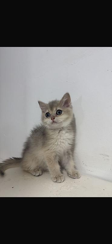sotlant pisik: Şinşilla, Erkək, Yaxşı əllərə, Ünvandan götürmə — 3