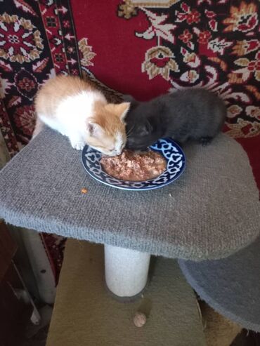 британские голубые котята купить: Котята 1 месец и 3 недели, обработаны от порозитов, ходят в лоток