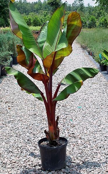 gül ağaçları: Banan bitkisi (ağacı) Ev şəraitində yetişdirilən banan bitkisi — 5