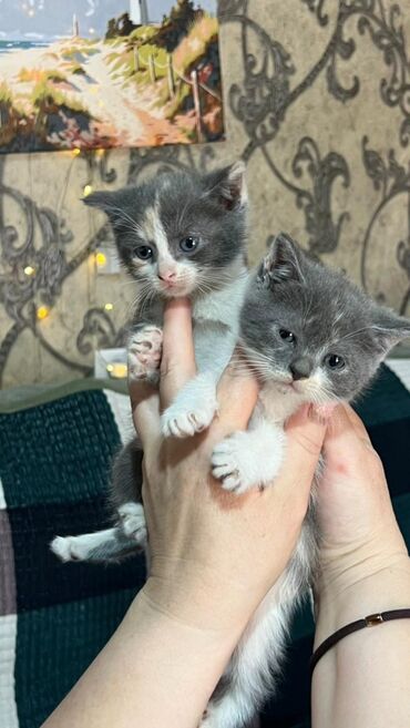 Отдам даром кошку: Кошка даром: Беспородная, 1 месяц, Мальчик, Приучена к лотку