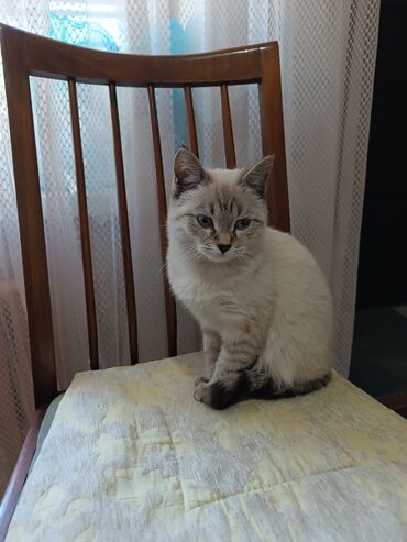 продажа домашних животных: Котята домашние, ласковые и аккуратные. От паразитов обработаны,к