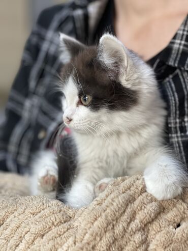 маленький кошки: Срочно ищем дом для наших милых котят! ❗️🐾❤️ Этим маленьким