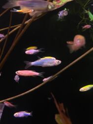 Аквариумы: Здравствуйте! 🌿 Вас приветствует магазин аквариумистики Green Aqua. У at lalafo.kg — 13 Аквариумы: Здравствуйте! 🌿 Вас приветствует магазин аквариумистики Green Aqua. У — 13