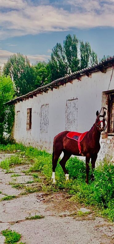 Другие животные: Тай, жазга кунан