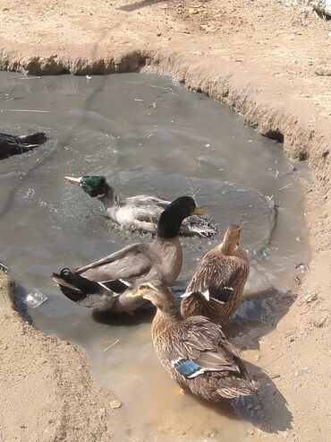 Ördəklər: Salam hamıya dalaşan yaşılbaş çöl. ördəyi satıram istəyən buyursun -da lalafo.az — 6 Ördəklər: Salam hamıya dalaşan yaşılbaş çöl. ördəyi satıram istəyən buyursun — 6