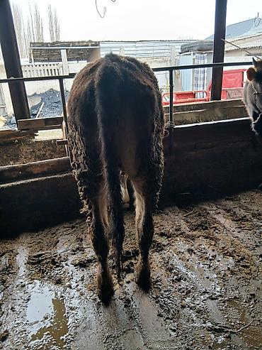 Коровы, быки: Продаю | Бык (самец) | На откорм | Привязанные — 4