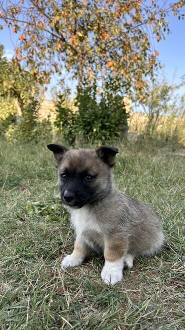 İtlər: 2 ay, Erkek — 10