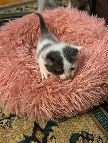 Pişiklər: Yaxşı əllərə — 4