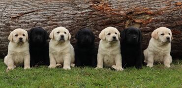Psi: Izuzetna bela i crna stenad Labrador Retrivera iz Astorela