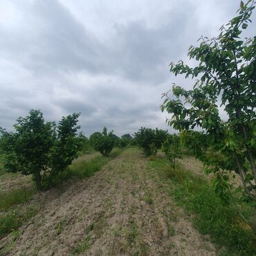 Torpaq sahələrinin satışı: 106 sot, Kənd təsərrüfatı, Mülkiyyətçi, Kupça (Çıxarış) — 17