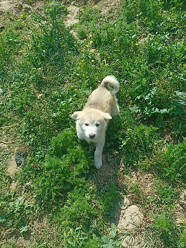 balaca cins itler: Akita-inu, 2 ay, Erkək, Peyvəndli, Ünvandan götürmə — 8