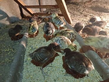 продаю музоо торпок корова самка бык самец айрширская ангус алатауская на забой для разведения на откорм племенные нетель привязанные: Сатам | Тооктор, Короздор, Балапандар | Союуга, Көбөйтүү үчүн, Жумуртка туудуруу үчүн