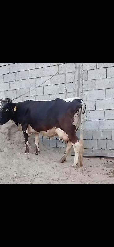 damazlıq heyvanların satışı: Siyah-ağ rəngli, iri süd verən inək və balası. - Cins tipi: Holştayn — 6