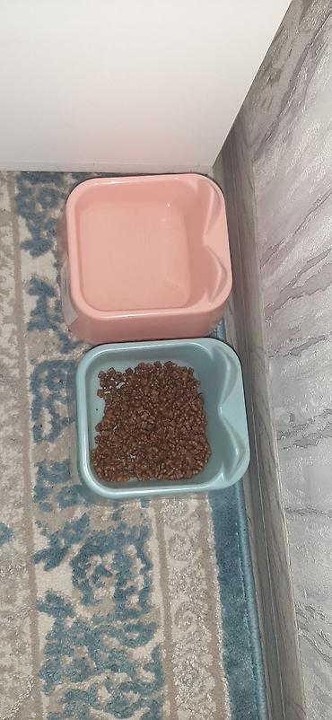 yastı qulaq: Şotland yastı qulaq — 8