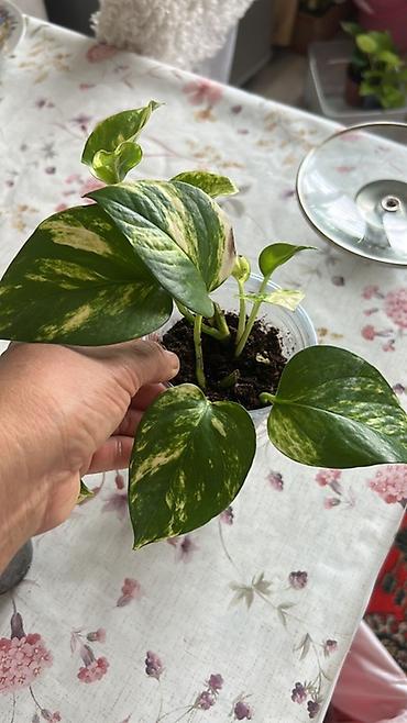 Эпипремнумы и сциндапсусы: Эпипремнум (Pothos) пестролистный — комнатное ампельное растение с — 14