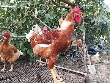 Lohman brown sortlar.xoruzlari satlir 5 aylig xoruzlar