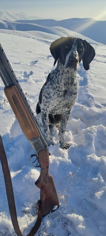 акустические системы dabs audio колонка в виде собак: Курцхаар, 1 год, Самец