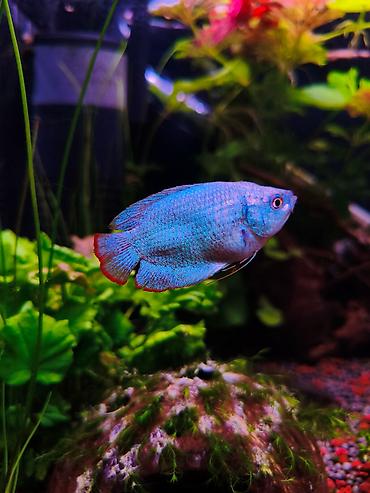 Lyalius balığı (Colisa lalia / Trichogaster lalius) həvəskar