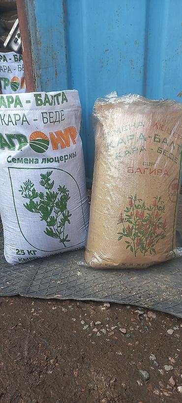 Другие виды семян и саженцев: 🌿Эспорцет үрөн урук 115 🌿Сатылат 🌿Дүң жана чекене 🌿Текшерүүдөн — 7