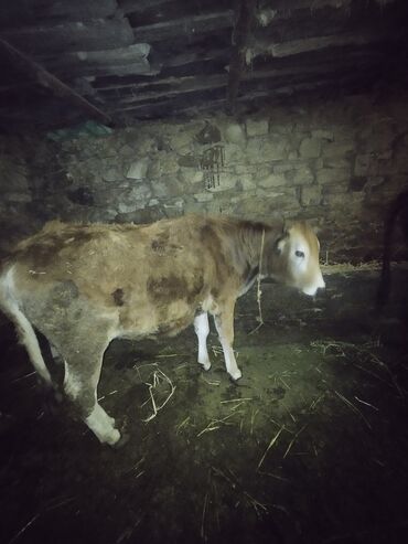 Dana, buzov: Dana, buzov, Erkək, ay: 6, Ətlik — 6