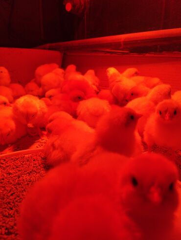 продаю вальер: Продаю цыплят суточных. вылупились 3 мая. Адлер серебристый. мясо