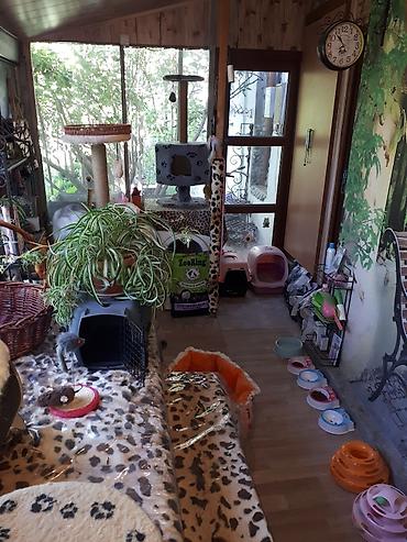 ищу котят: Кото-гостиница! Гостиница для котиков! Платная передержка кошечек — 4
