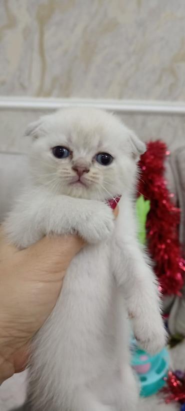 Кошки: Шотландская вислоухая — 1