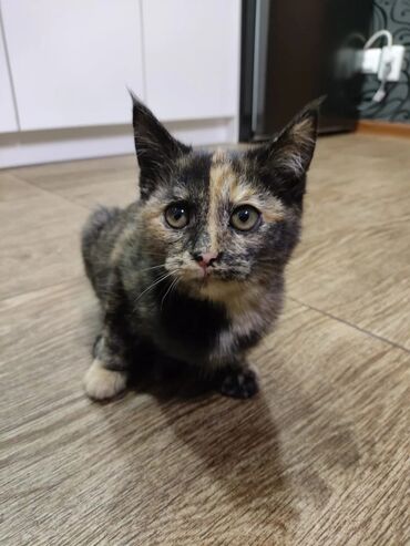Отдам даром кошку: КОШКИ И КОТЯТА У НАС ПРИЮТ любой окрас есть можете выбрать у нас — 10