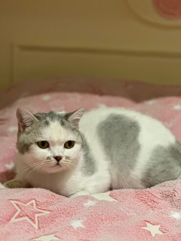 british cat: Orginal britanya cinsi,2 yaş,erkək,pasaportu var,ləvazimatlar