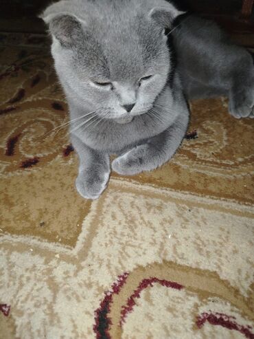 pişik pişik: Шотладская вислоухая