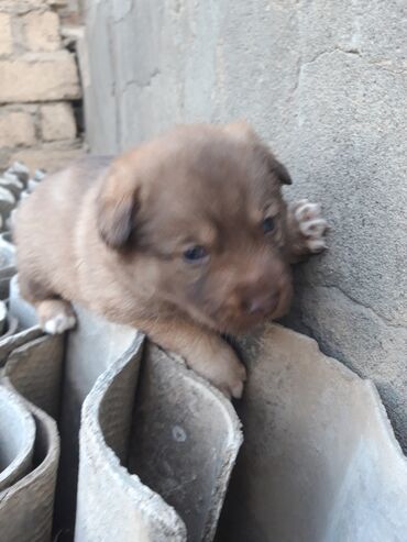 İtlər: Zvanok cinsi balalar satışda. - Şirin, aktiv və sosial balalar – qara — 8