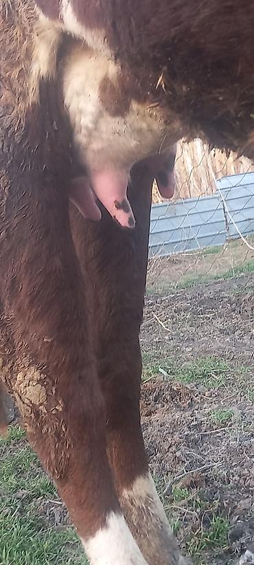 Коровы, быки: Продаю | Тёлка, Музоо, торпок | Алатауская — 5