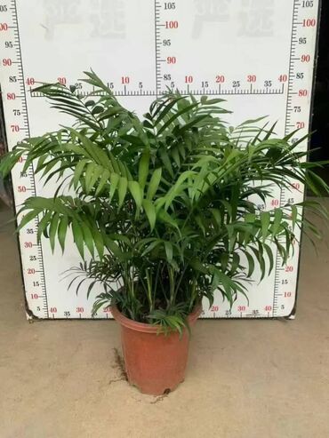 Пальмы: Пальмы Кофейное деревоПальмы,Фикусы и тд — 15