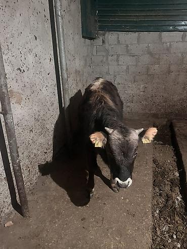 Коровы, быки: Продаю | Бык (самец) | На откорм | Привязанные — 5