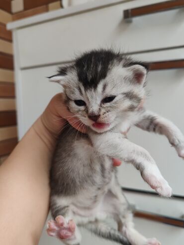 Pişiklər: Yaxşı əllərə -da lalafo.az — 1 Pişiklər: Yaxşı əllərə — 1